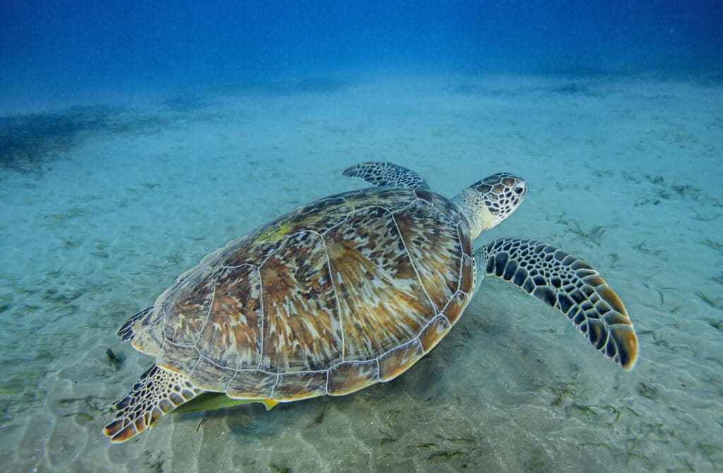 Steven Price talks Ocean In Concert: “We wanted people to feel inspired to act”