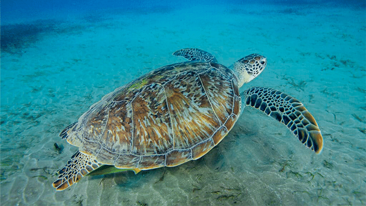 Steven Price talks Ocean In Concert: “We wanted people to feel inspired to act”