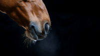 Gallagher Dublin Horse Show